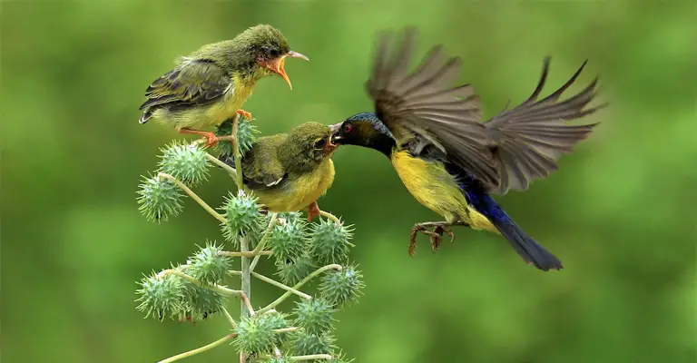 Why Do Birds Feed Each Other