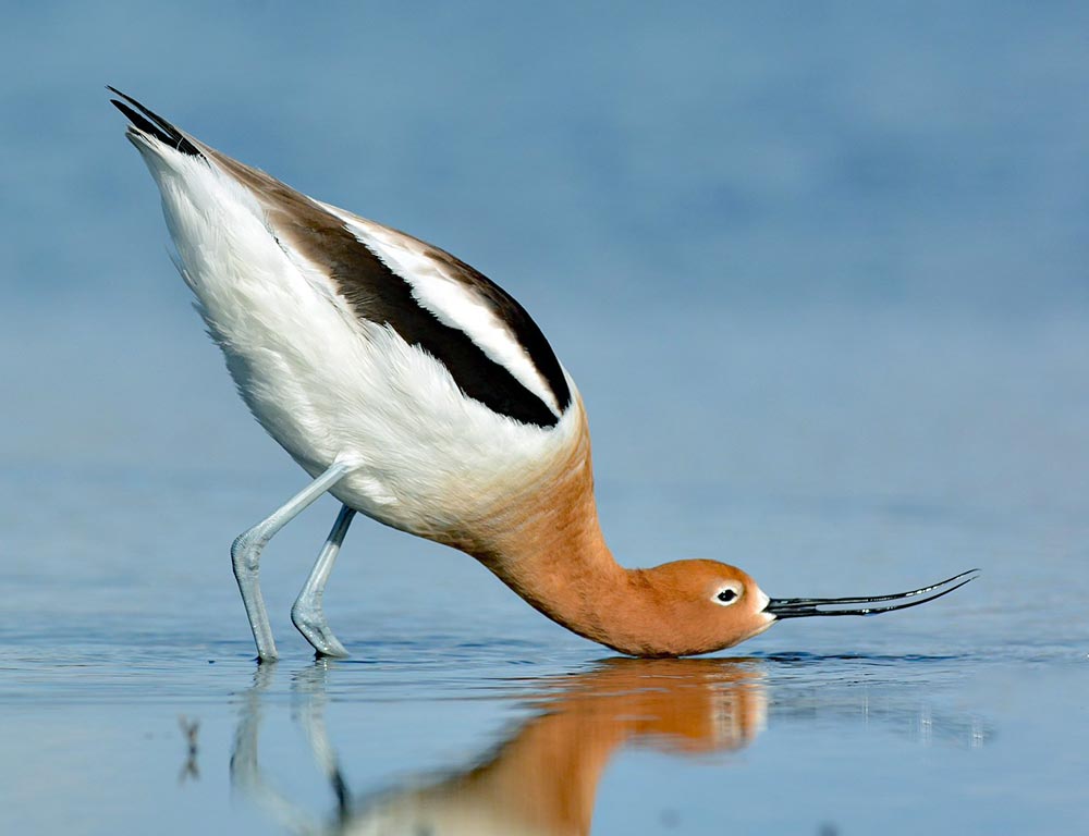 American Avocet