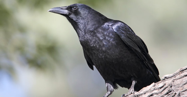 American Crow