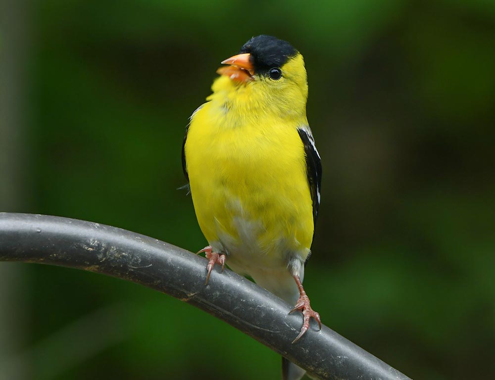 American Goldfinch