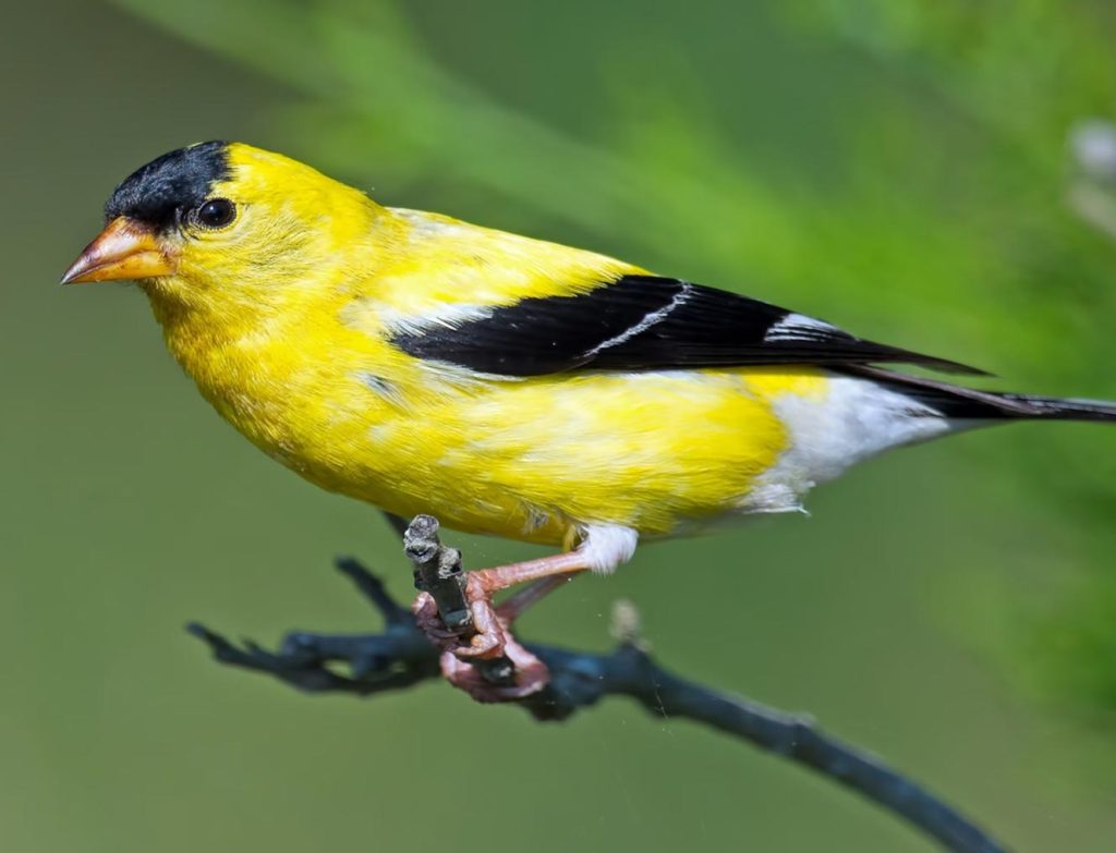 American Goldfinch