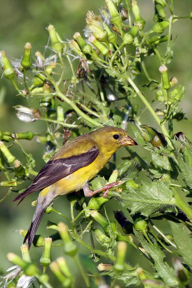 American Goldfinch