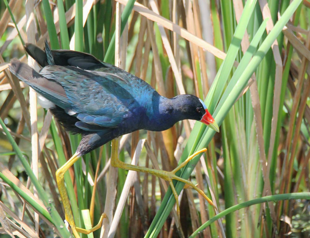 American Purple Gallinule