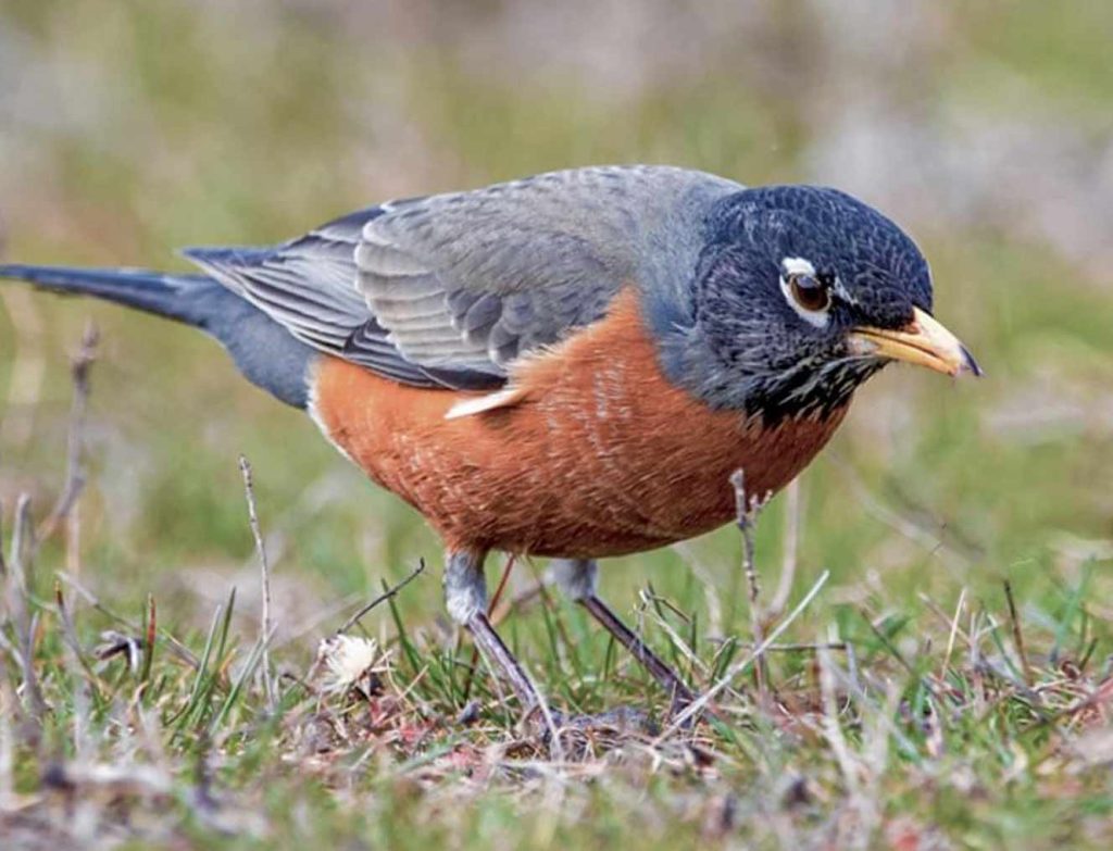 American Robin