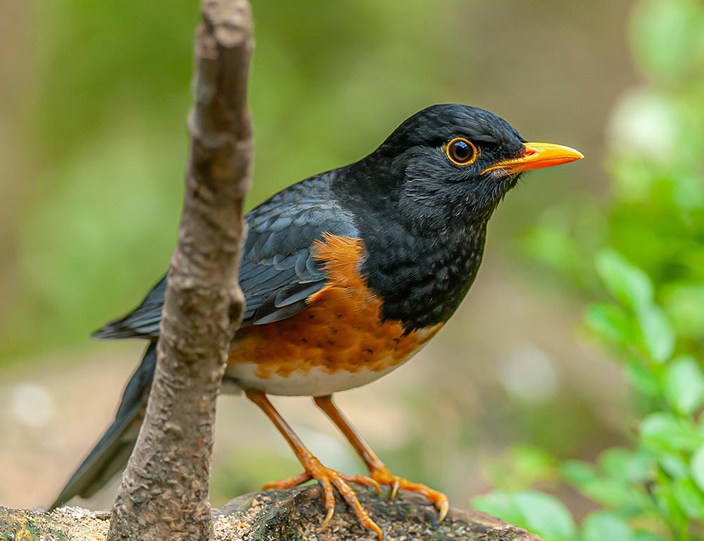 American Robin