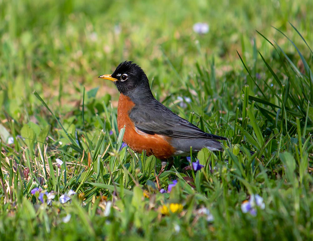 American Robin