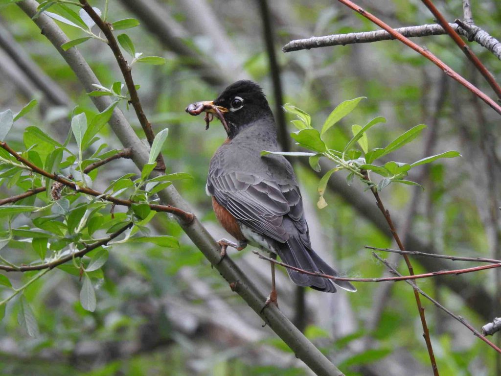 American robin