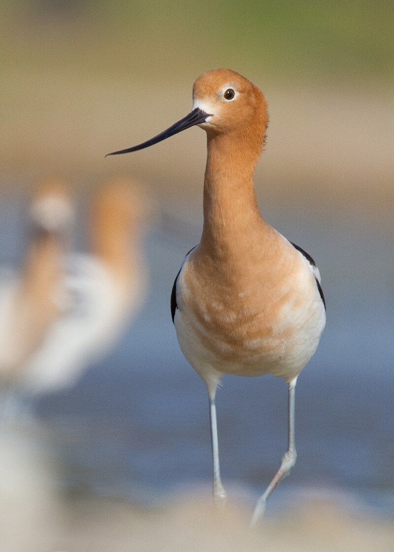 American_avocet__13