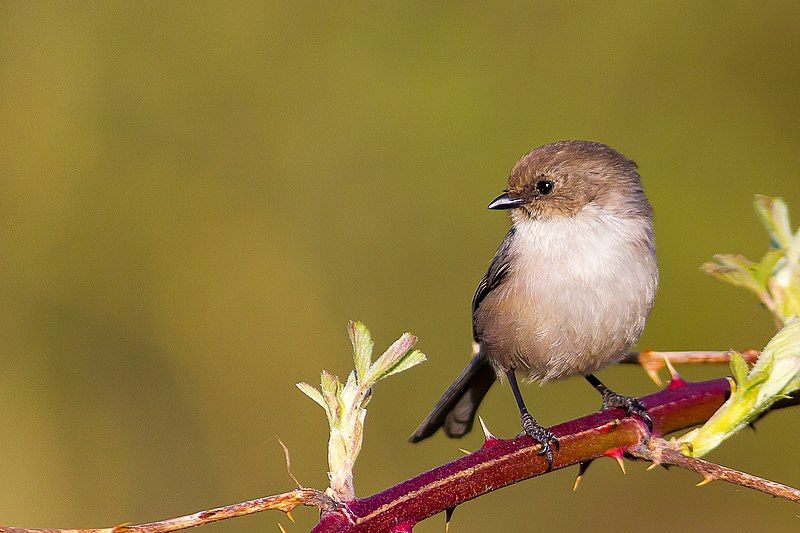 American_bushtit__10