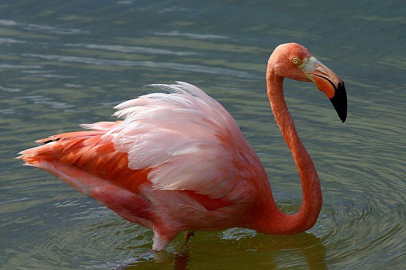 American_flamingo__10