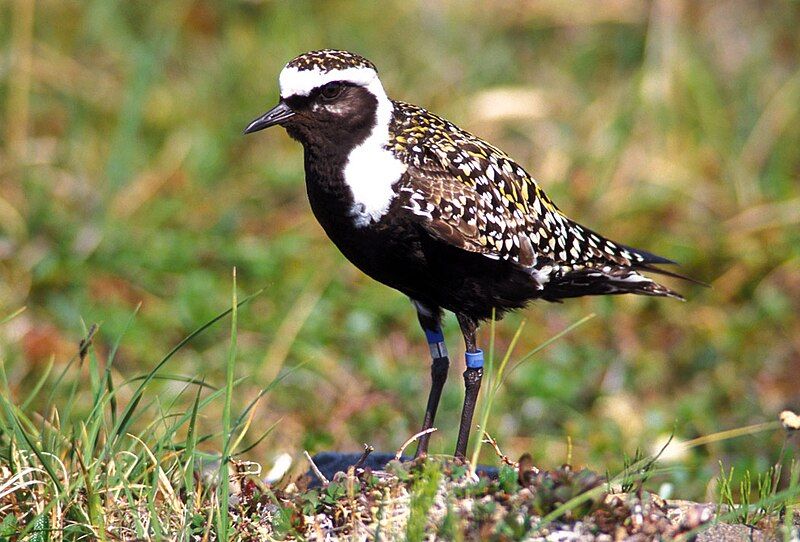 American_golden_plover__17