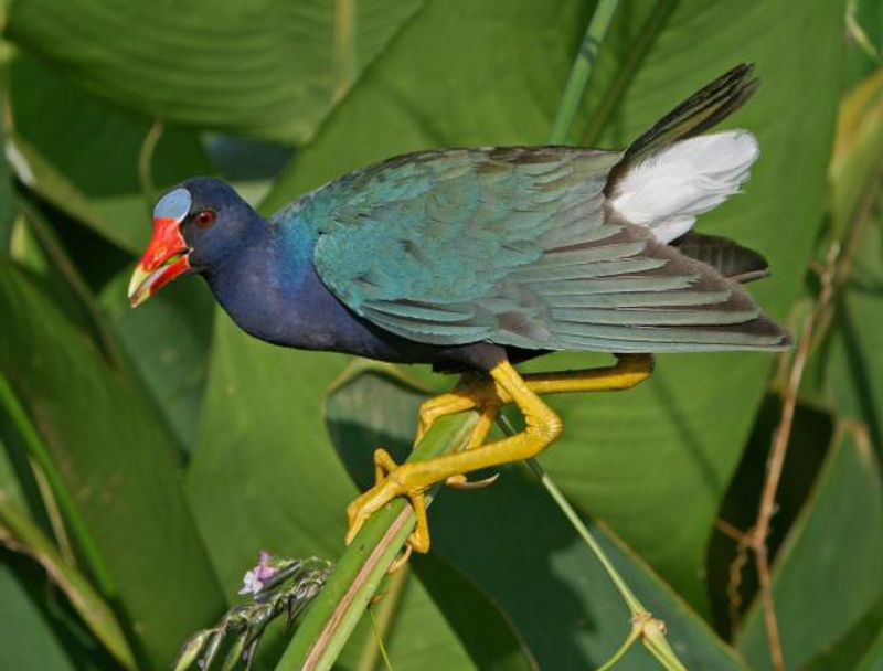 American_purple_gallinule__19