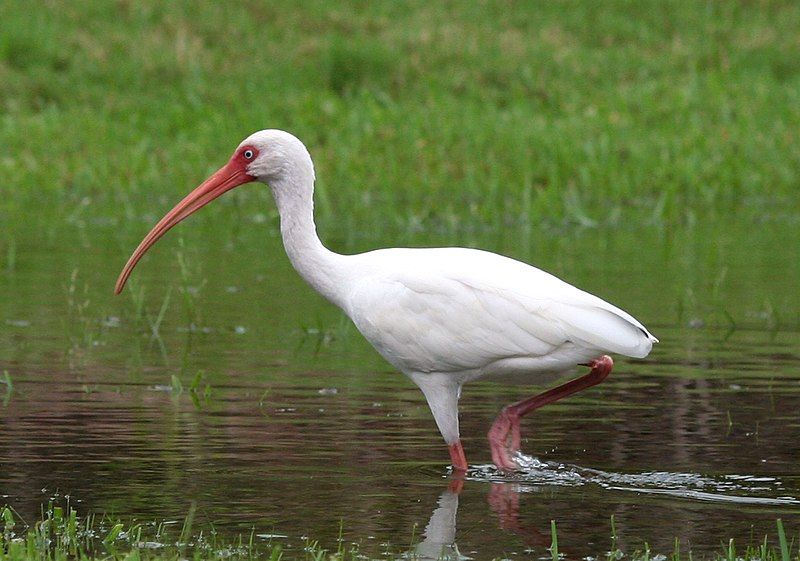 American_white_ibis__24