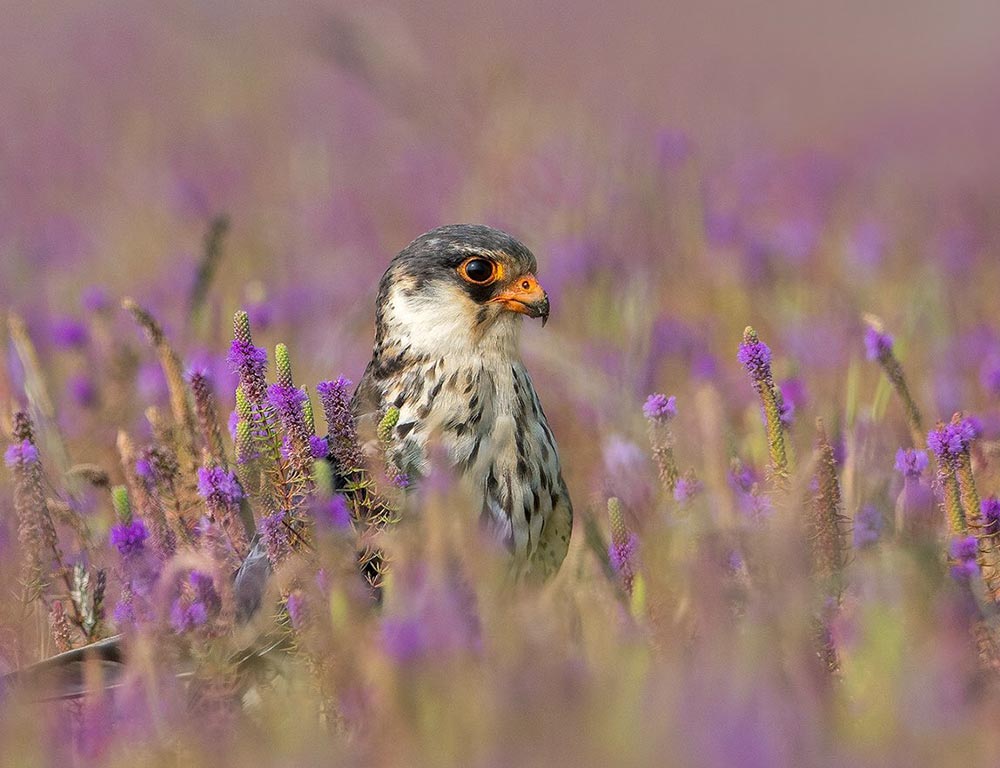 Amur Falcon