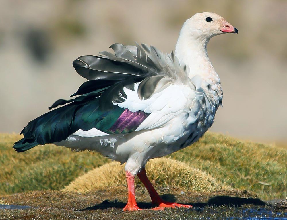 Andean Goose