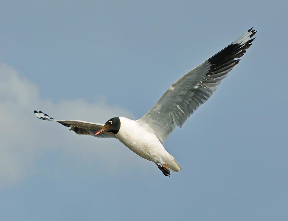 Andean Gull