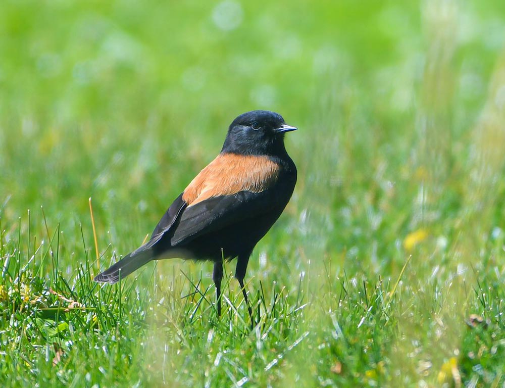 Andean Negrito