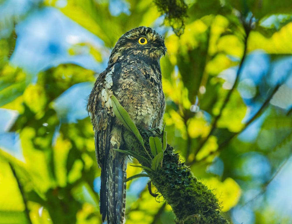 Andean Potoo