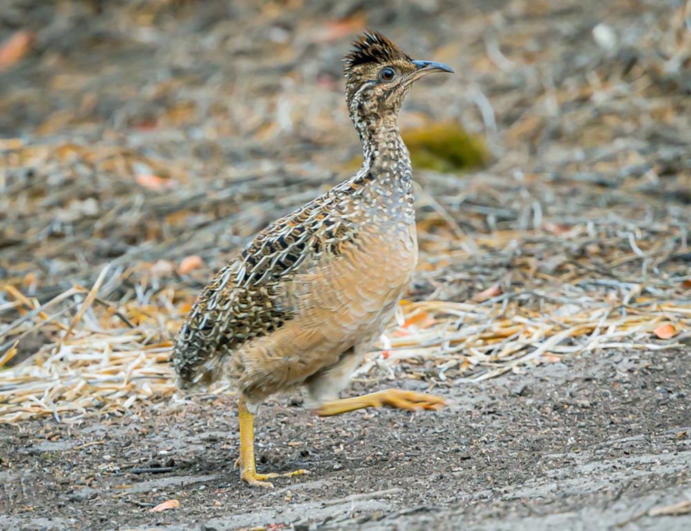 Andean Tinamou