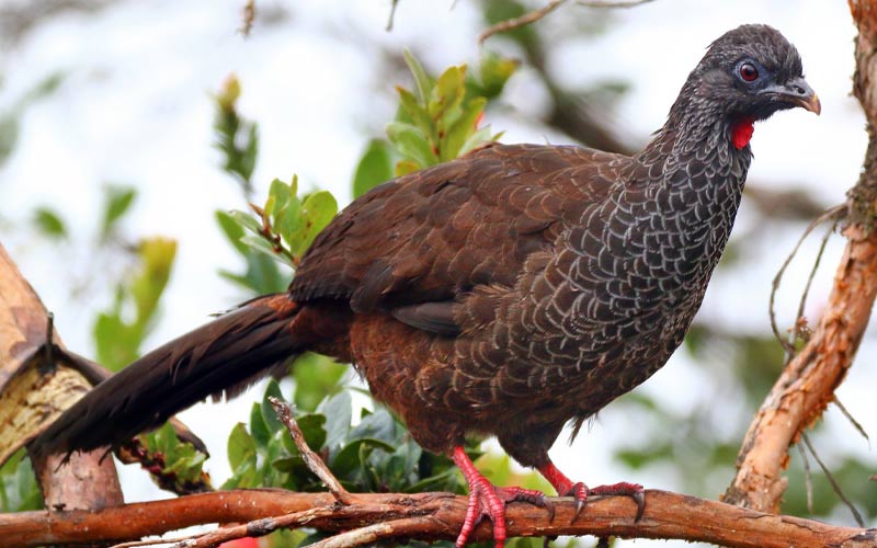 Andean guan