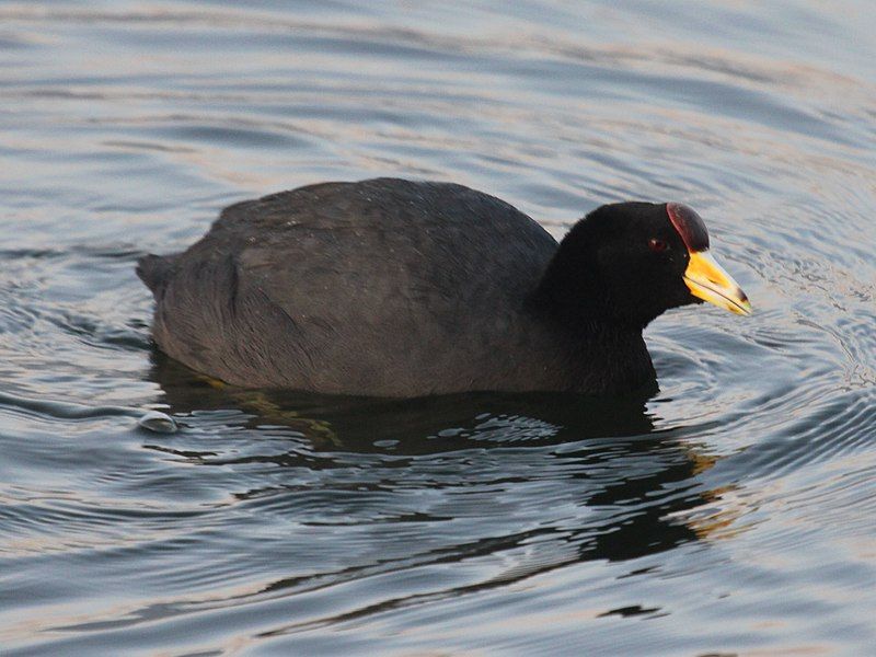 Andean_coot__6