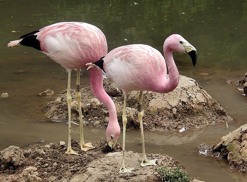 Andean_flamingo__11