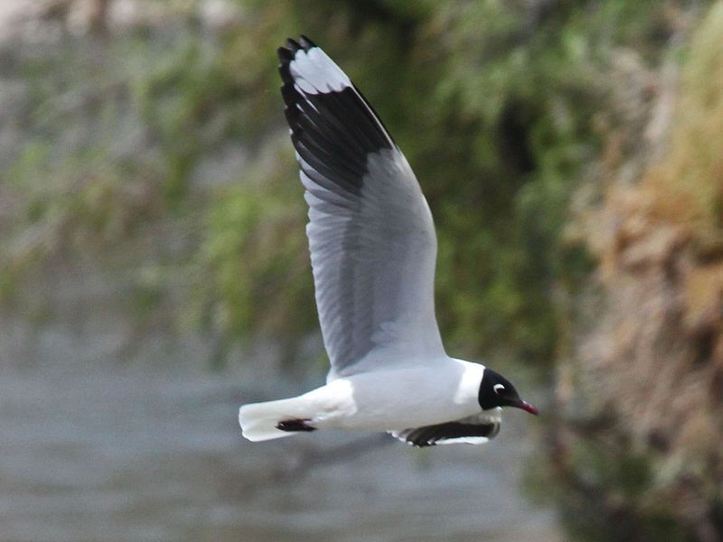 Andean_gull__1