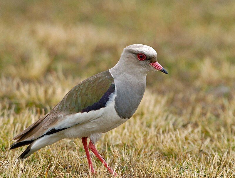 Andean_lapwing__14