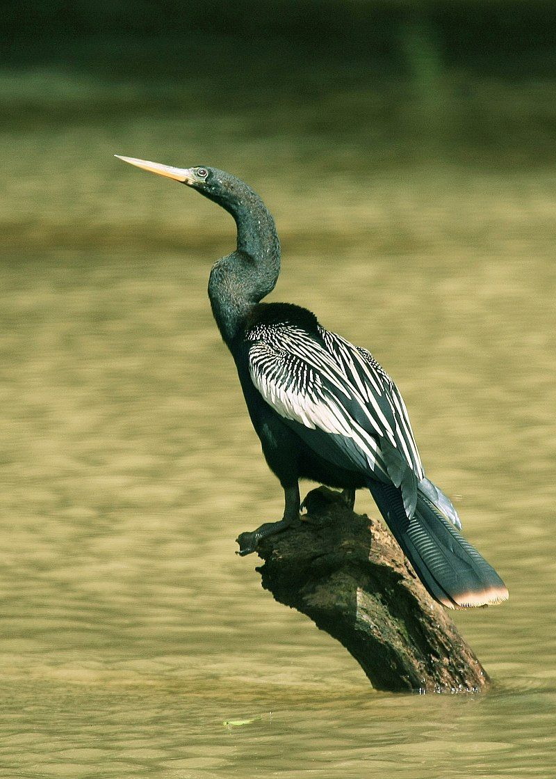 Anhinga__11