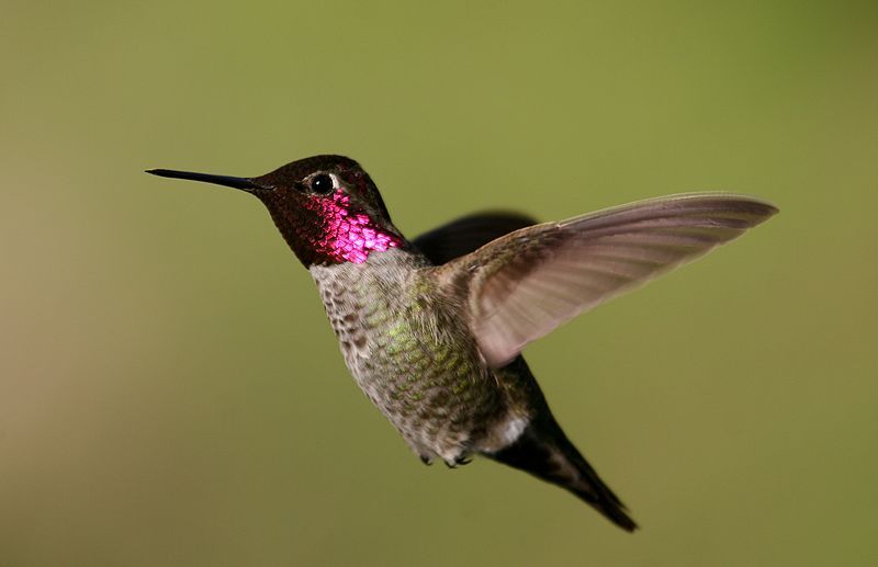 Anna's_hummingbird__1