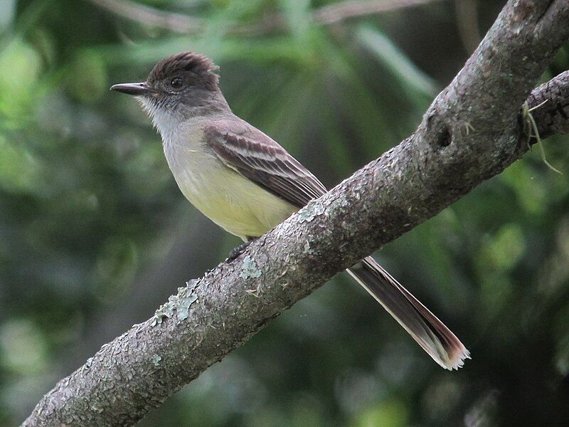 Apical_flycatcher__4