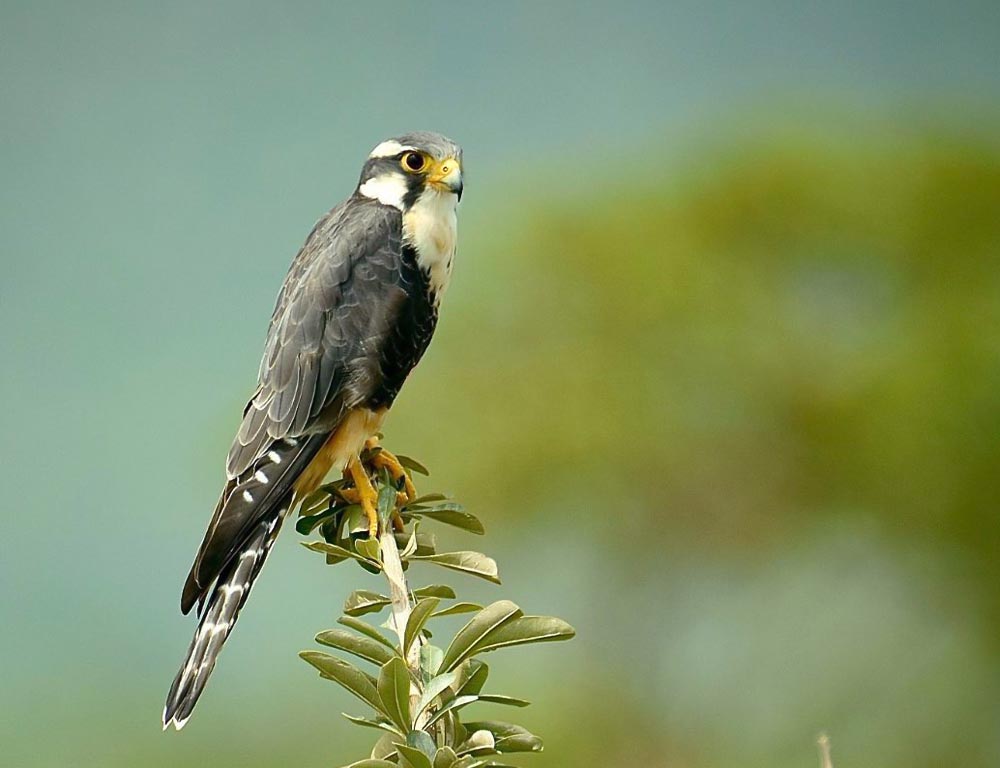 Aplomado Falcon