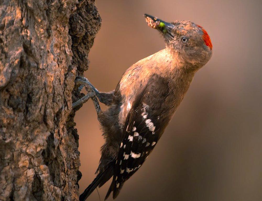 Arabian Woodpecker