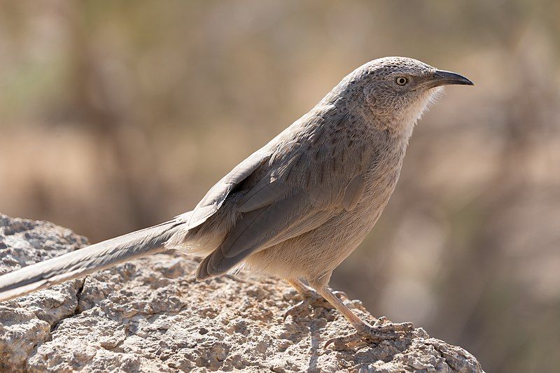 Arabian_babbler__14