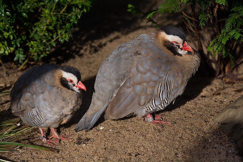 Arabian_partridge__16