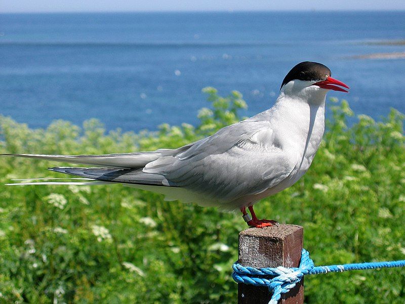 Arctic_tern__2