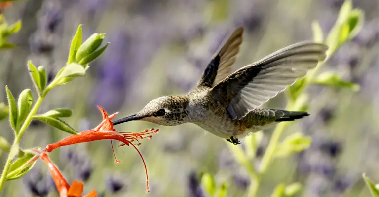Are There Hummingbirds in Europe