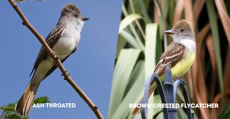 Ash-throated Vs Brown-crested Flycatcher