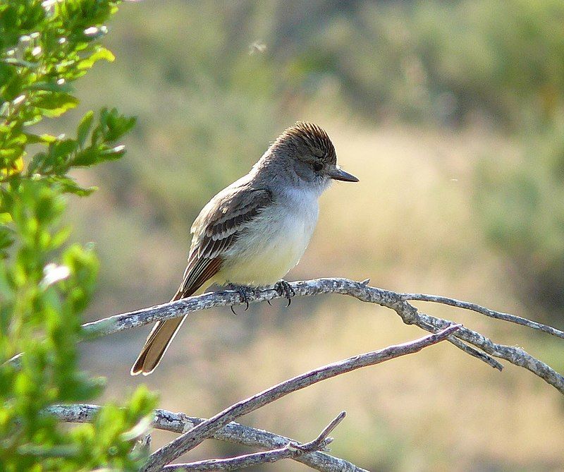 Ash-throated_flycatcher__18