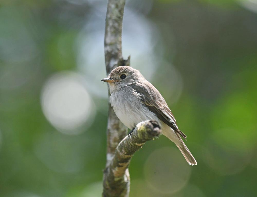 Asian Brown Flycatcher