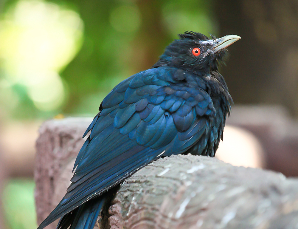 Asian Koel