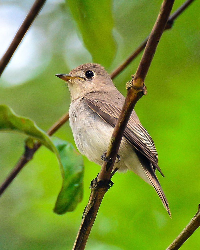 Asian_brown_flycatcher__11