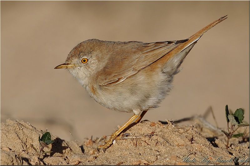 Asian_desert_warbler__8