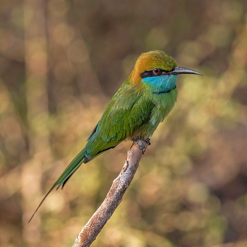 Asian_green_bee-eater__2