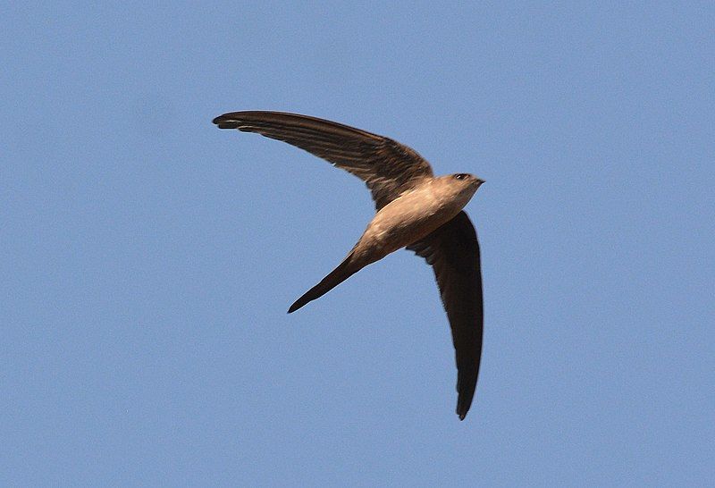 Asian_palm_swift__14