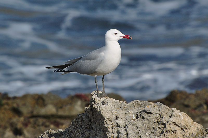 Audouin's_gull__10