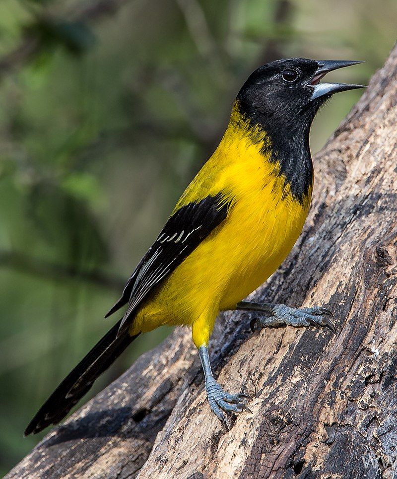 Audubon's_oriole__14