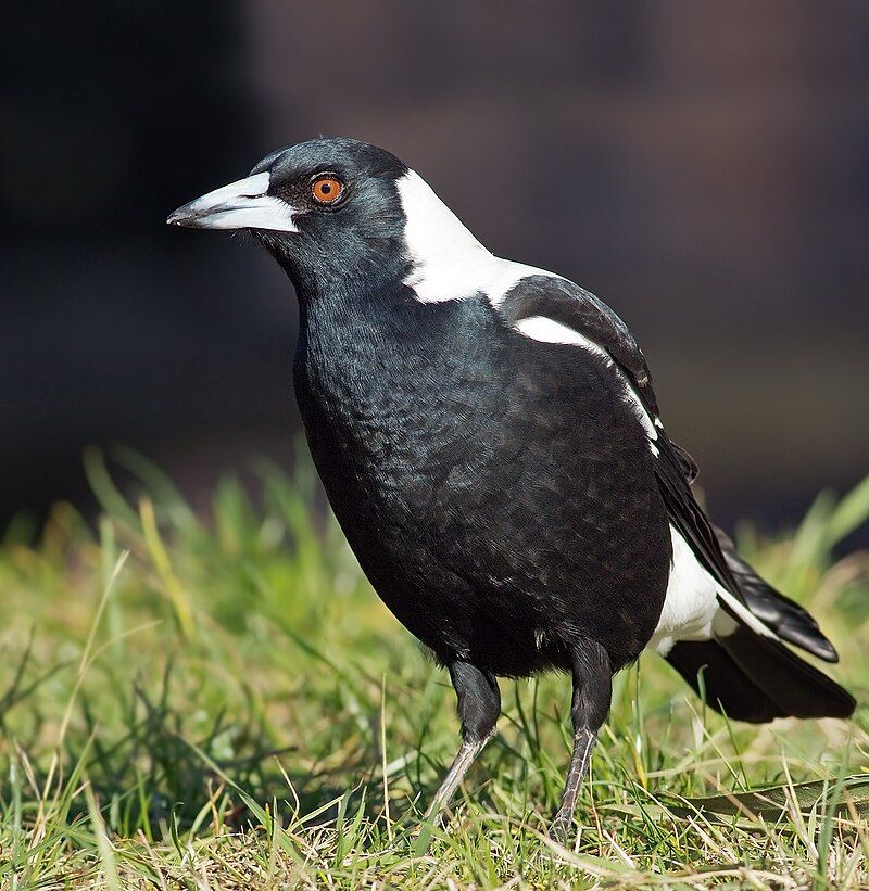 Australian_magpie__1