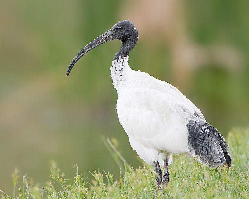 Australian_white_ibis__18