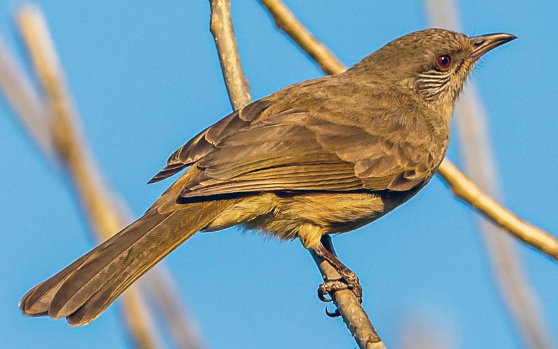 Ayeyarwady Bulbul